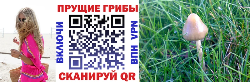 Купить  Гороховец  Галлюциногенные грибы мухоморы 